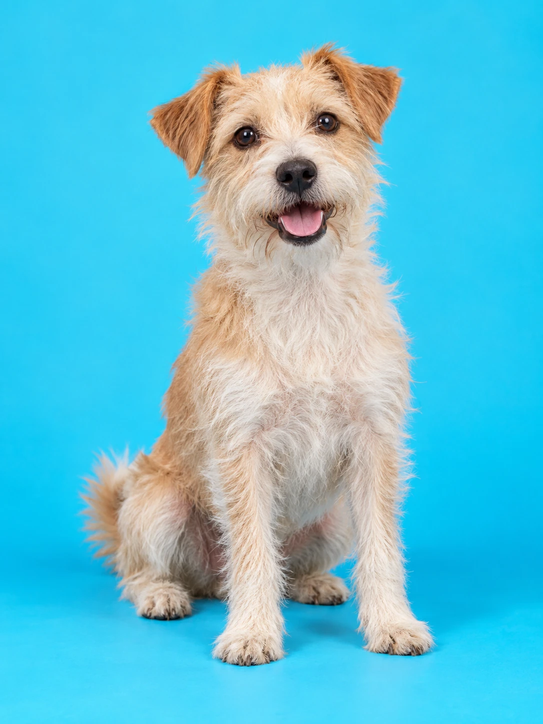 A scruffy terrier smiling against a bright blue background